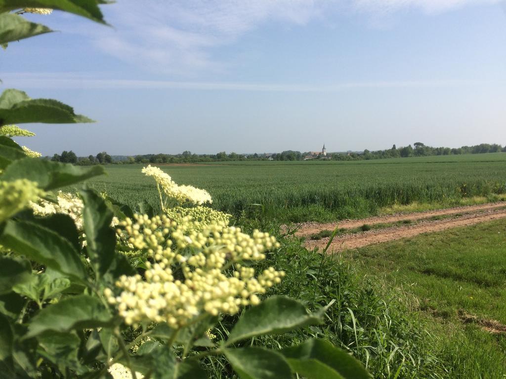 Schwegenheim Alte Heimat 아파트 외부 사진