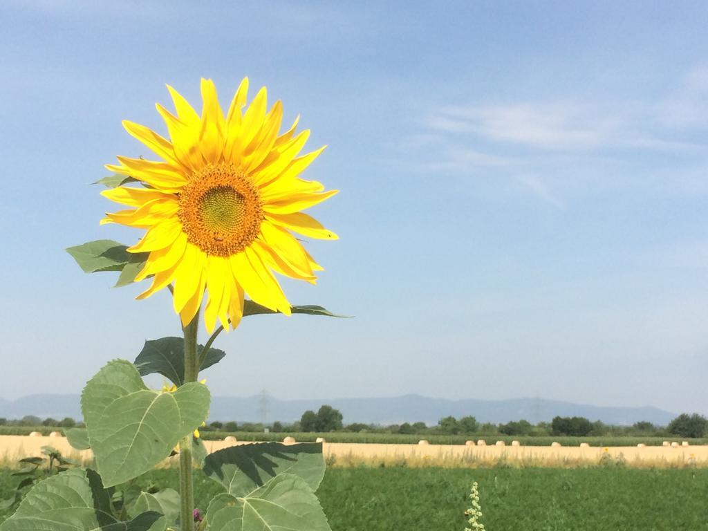 Schwegenheim Alte Heimat 아파트 외부 사진