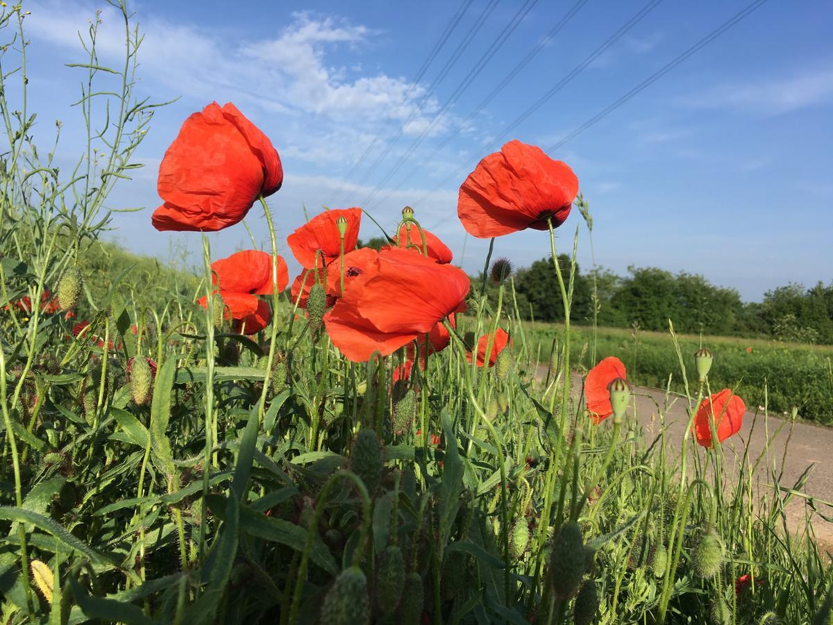 Schwegenheim Alte Heimat 아파트 외부 사진